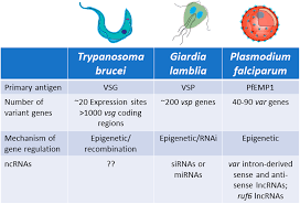 Attēlu rezultāti vaicājumam “Enteridium variabile plasmodium”