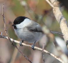 Attēlu rezultāti vaicājumam “Poecile montanus”