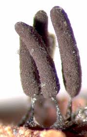 Attēlu rezultāti vaicājumam “Comatricha pulchella stalked”