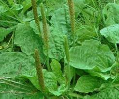 Attēlu rezultāti vaicājumam “Plantago lanceolata leaf”