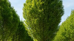 Attēlu rezultāti vaicājumam “Carpinus betulus”