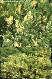 Attēlu rezultāti vaicājumam “Juniperus sabina”