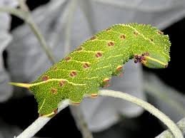 Attēlu rezultāti vaicājumam “Laothoe populi larva”