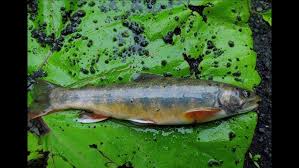 Image result for Salvelinus malma