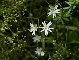 Attēlu rezultāti vaicājumam “Stellaria graminea flower”