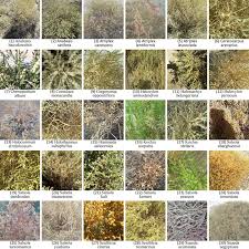 Attēlu rezultāti vaicājumam “Chenopodiaceae”