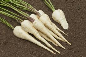 Image result for Pastinake