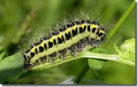 Attēlu rezultāti vaicājumam “Zygaena lonicerae larva”