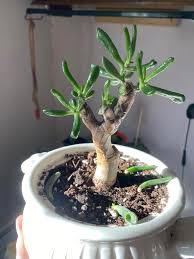 Image result for Crassula hobbit