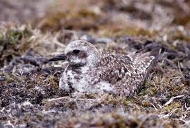 Attēlu rezultāti vaicājumam “Pluvialis squatarola”