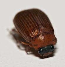 Attēlu rezultāti vaicājumam “Serica brunnea”