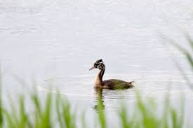 Attēlu rezultāti vaicājumam “Podiceps cristatus juvenile”