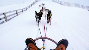 Image result for Team Ice Fire British Sled Dog Racing Team