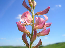 Attēlu rezultāti vaicājumam “Onobrychis arenaria”