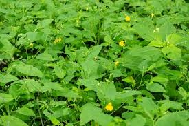 Attēlu rezultāti vaicājumam “Impatiens parviflora”