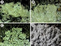 Attēlu rezultāti vaicājumam “Lepraria”