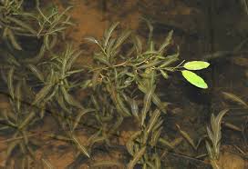 Attēlu rezultāti vaicājumam “Potamogeton gramineus”