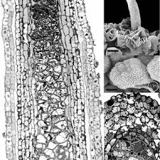 Attēlu rezultāti vaicājumam “Blepharostoma trichophyllum sporophyte”