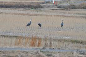 Attēlu rezultāti vaicājumam “Gruiformes”