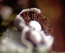 Attēlu rezultāti vaicājumam “Diderma montanum var. album spores”