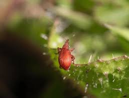 Attēlu rezultāti vaicājumam “Apion sp.”