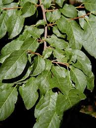 Attēlu rezultāti vaicājumam “Prunus domestica subsp. domestica leaf”