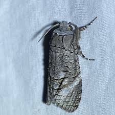 Attēlu rezultāti vaicājumam “Cossidae”