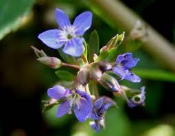 Attēlu rezultāti vaicājumam “Veronica beccabunga bud”