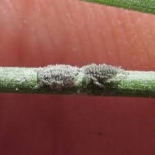 Attēlu rezultāti vaicājumam “Schizolachnus pineti”