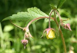 Attēlu rezultāti vaicājumam “Geum x intermedium flower”