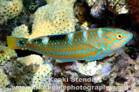 Image result for Halichoeres radiatus