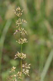 Attēlu rezultāti vaicājumam “Silene otites”