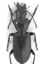 Attēlu rezultāti vaicājumam “Pterostichus oblongopunctatus”