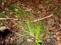 Attēlu rezultāti vaicājumam “Carex loliacea”