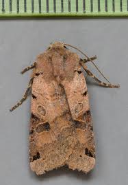 Attēlu rezultāti vaicājumam “Agrochola litura”