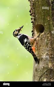 Attēlu rezultāti vaicājumam “Dendrocopos leucotos female”
