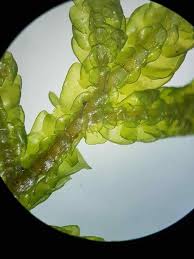 Attēlu rezultāti vaicājumam “Porella platyphylla macro”