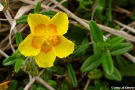 Attēlu rezultāti vaicājumam “Helianthemum nummularium”