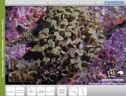 Attēlu rezultāti vaicājumam “Tubifera applanata sessile”