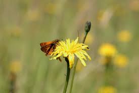 Attēlu rezultāti vaicājumam “Ochlodes sylvanus”