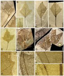 Attēlu rezultāti vaicājumam “Clastodermataceae”