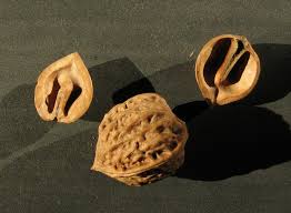 Attēlu rezultāti vaicājumam “Juglans mandshurica”