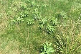 Attēlu rezultāti vaicājumam “Cirsium arvense”