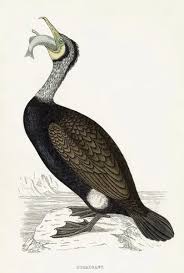 Image result for Phalacrocorax carbo