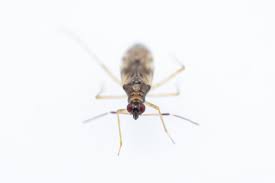 Attēlu rezultāti vaicājumam “Dicyphus nymph”