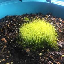 Attēlu rezultāti vaicājumam “Bartramia pomiformis sporophyte”