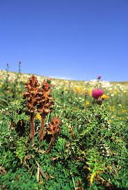 Attēlu rezultāti vaicājumam “Orobanche reticulata flower”