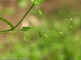 Attēlu rezultāti vaicājumam “Myosotis sparsiflora leaf”