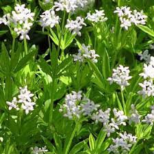 Attēlu rezultāti vaicājumam “Galium odoratum flower”