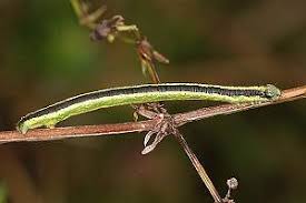 Attēlu rezultāti vaicājumam “Catarhoe cuculata”